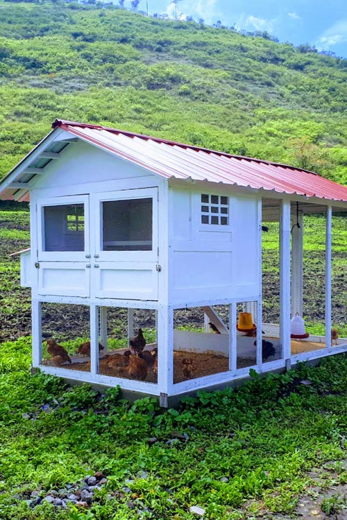 finca masada carchi ecuador quienes somos gallinero