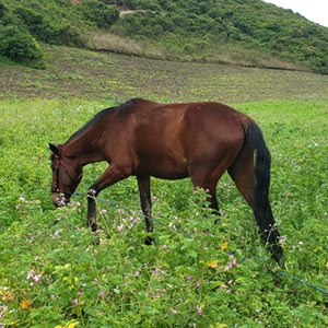 finca masada ecuador caminata marques caballo
