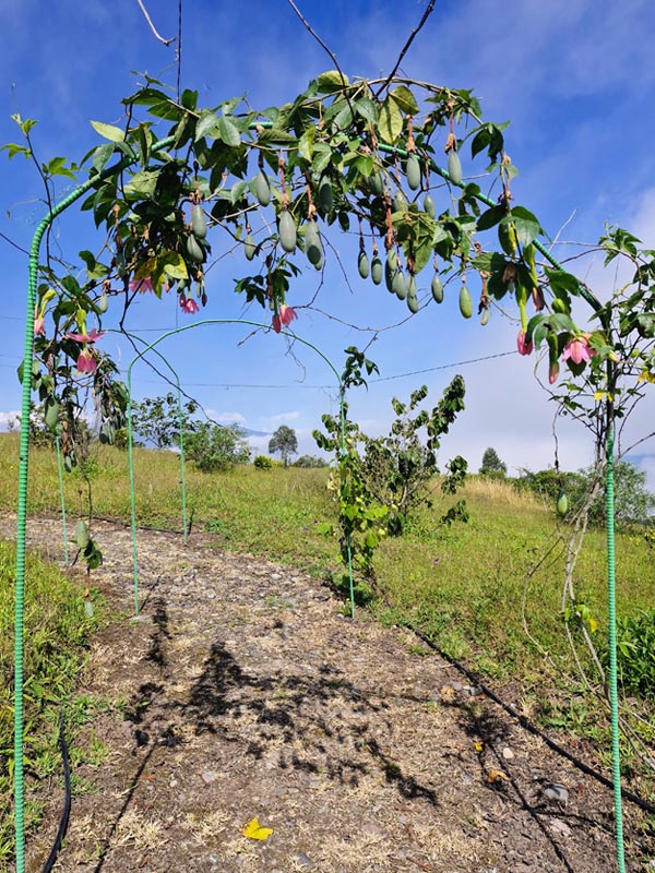finca masada carchi ecuador senderos2